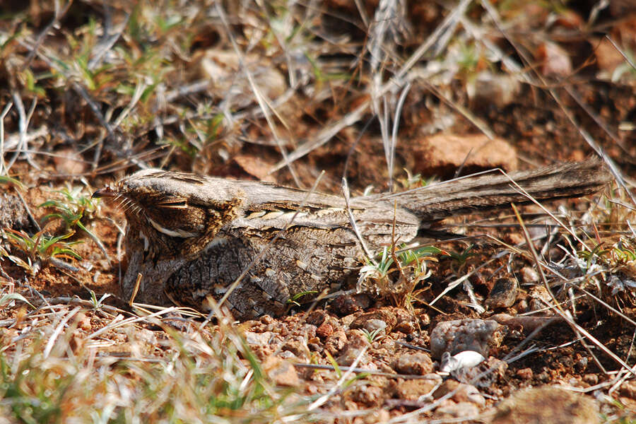 Слика од Caprimulgus asiaticus Latham 1790