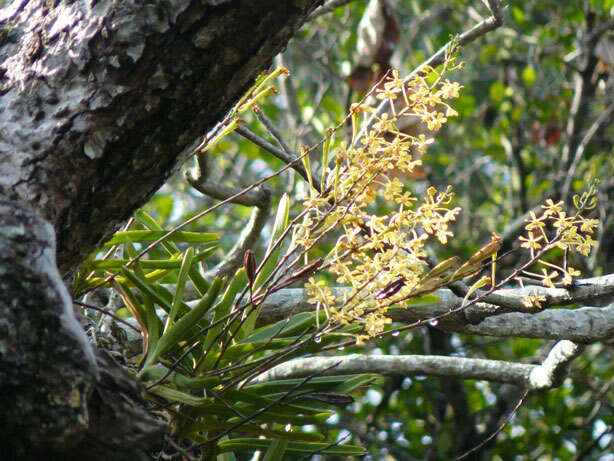 Image of Vanda testacea (Lindl.) Rchb. fil.