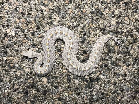 Image of Crotalus cerastes laterorepens Klauber 1944