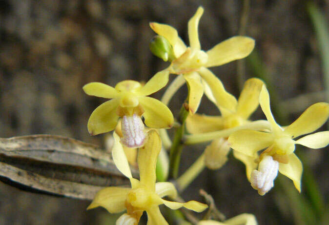 Image of Vanda testacea (Lindl.) Rchb. fil.