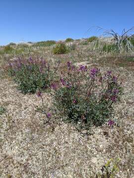 Image of Mokiak milkvetch