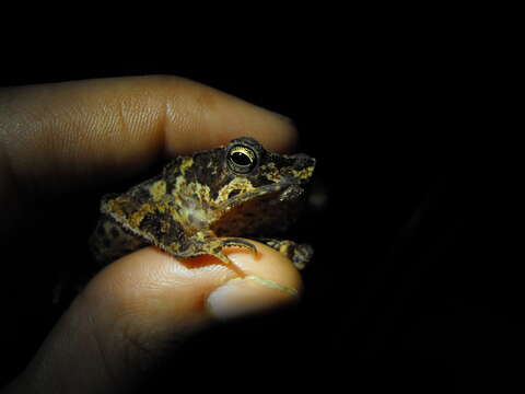 Image of Rhinella margaritifera (Laurenti 1768)