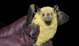 Image of Lesser Long-nosed Bat