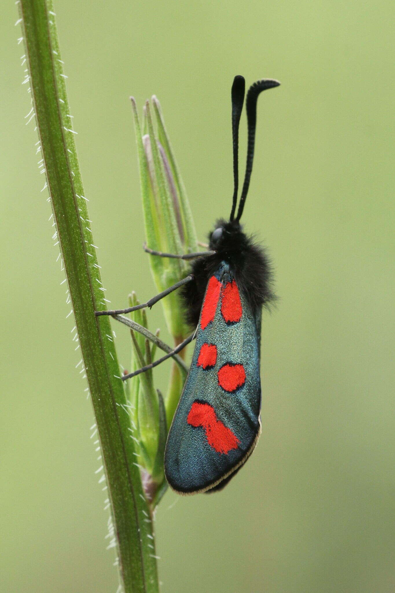 Image of Zygaena oxytropis Boisduval 1828