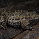 Image of Yunnan Firebelly Toad