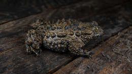 Image of Yunnan Firebelly Toad