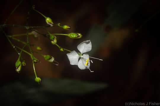 Слика од Aneilema acuminatum R. Br.