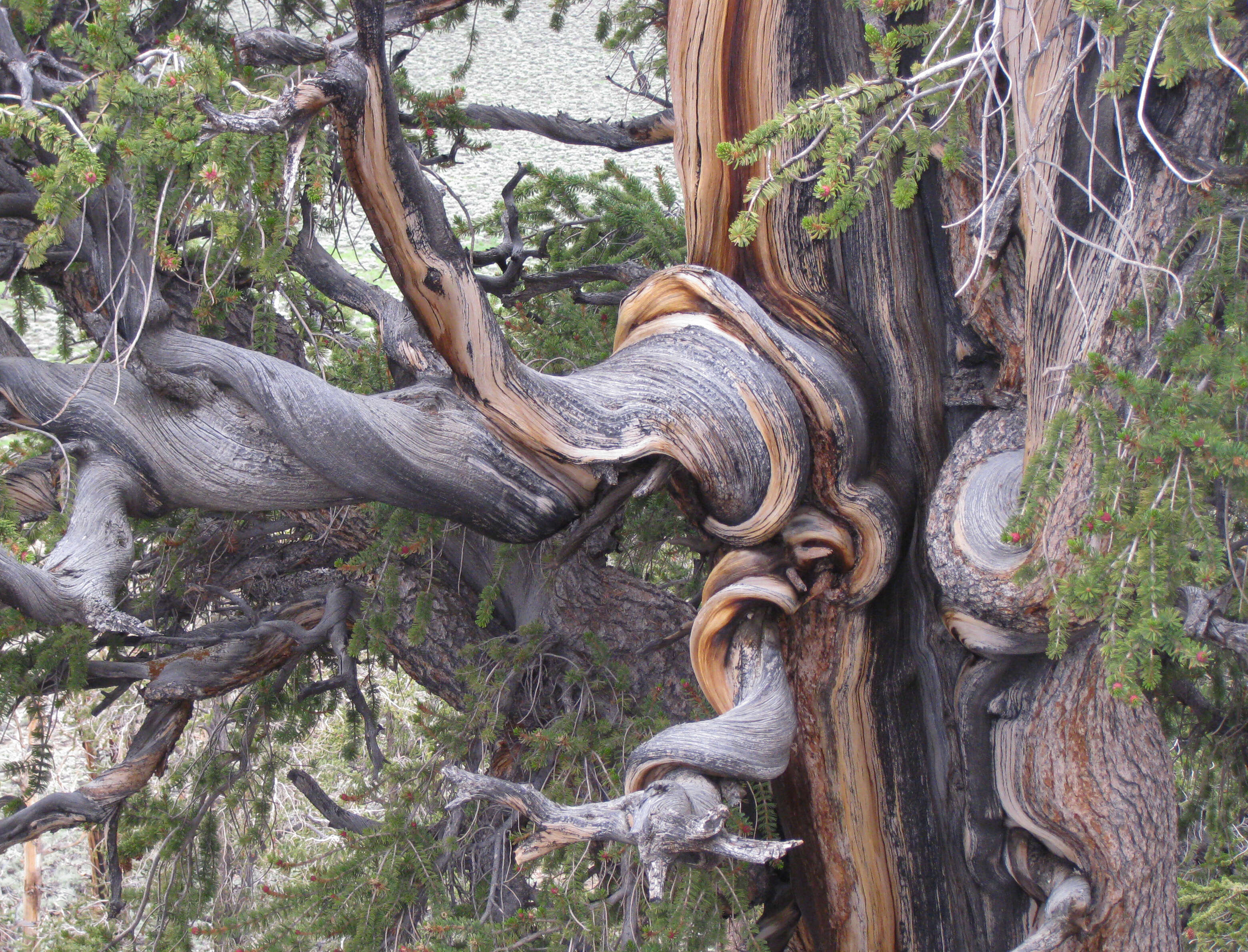 Image of Great Basin bristlecone pine