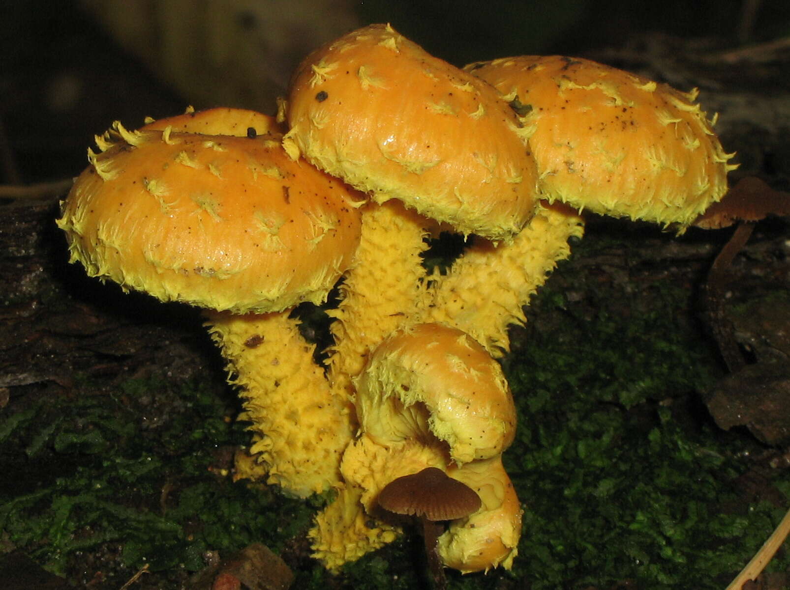 Image of Pholiota flammans (Batsch) P. Kumm. 1871