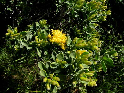 Image of Pteronia divaricata (Berg.) Less.