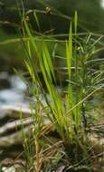 Image of Tennessee yelloweyed grass