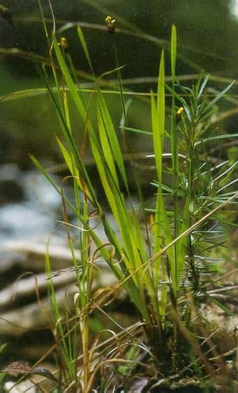 Image of Tennessee yelloweyed grass