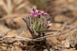 Image of Bolanthus confertifolius (Hub.-Mor.) Madhani & Heubl