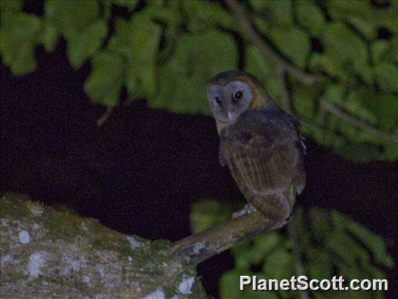 Image of Ashy-faced Owl