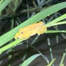 Image of Golden Banana Frog
