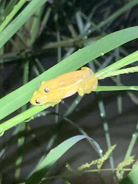 Plancia ëd Afrixalus aureus Pickersgill 1984