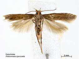 Слика од Phthorimaea