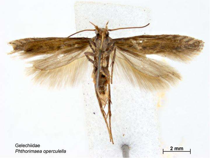 Слика од Phthorimaea