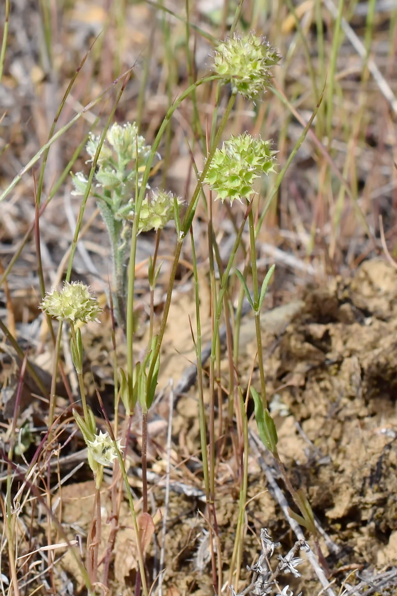 Image of Valerianella coronata (L.) DC.