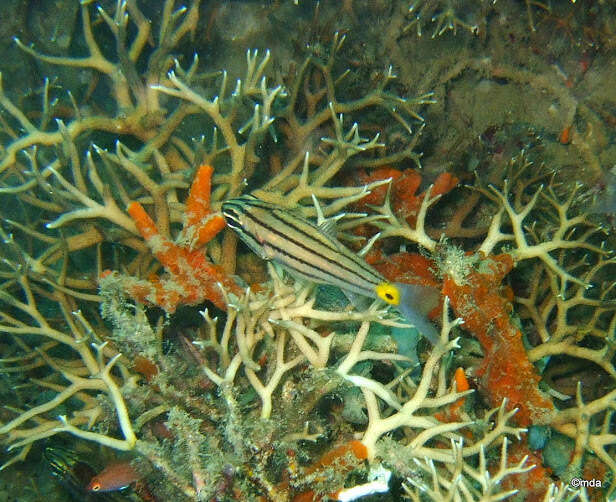 Image of Five-lined cardinalfish