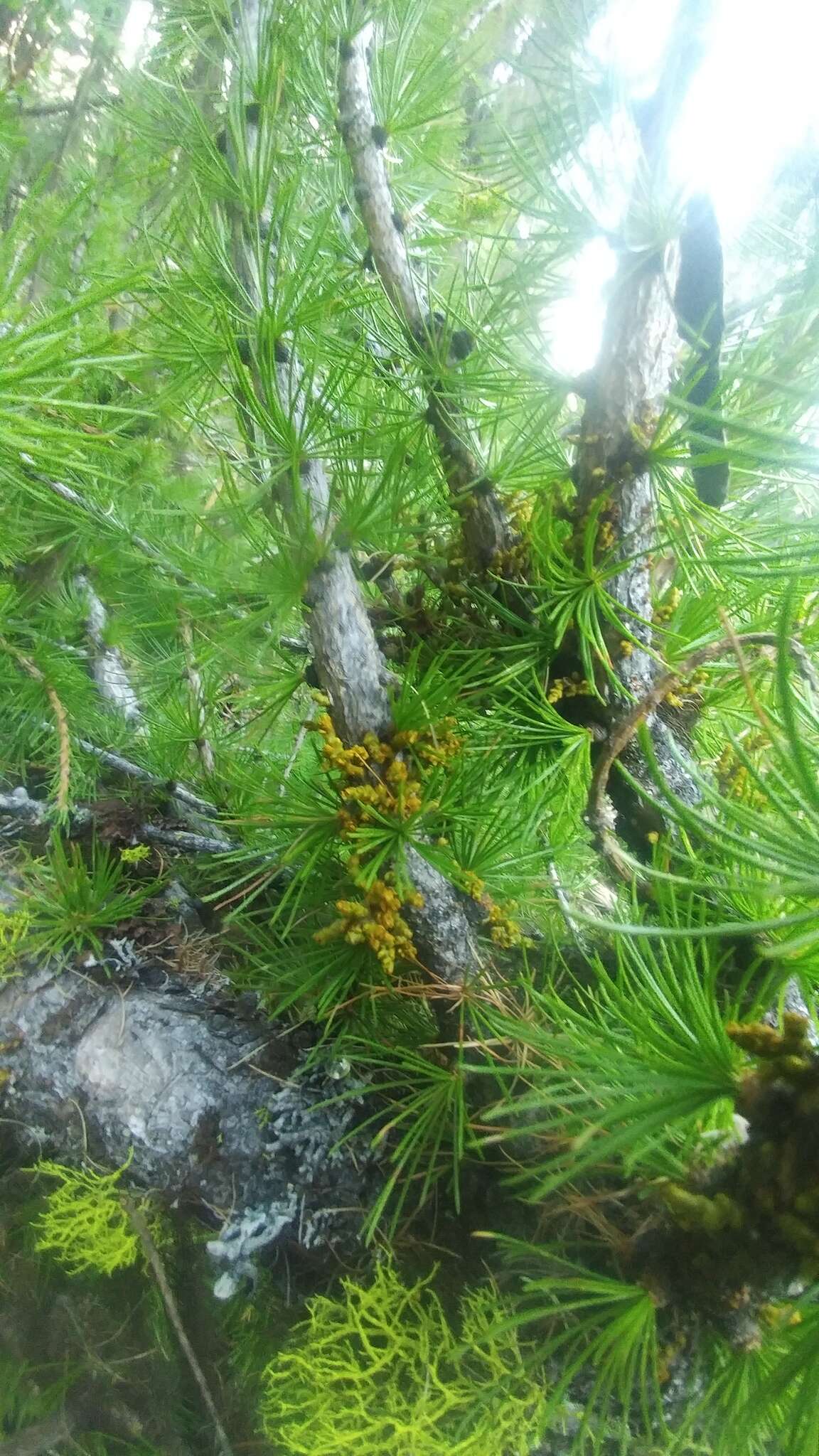 Image of larch dwarf mistletoe