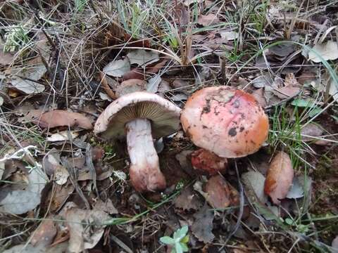 Image of Cortinarius rufo-olivaceus (Pers.) Fr. 1838