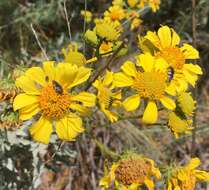 Image de Acmaeodera vernalis Barr 1972