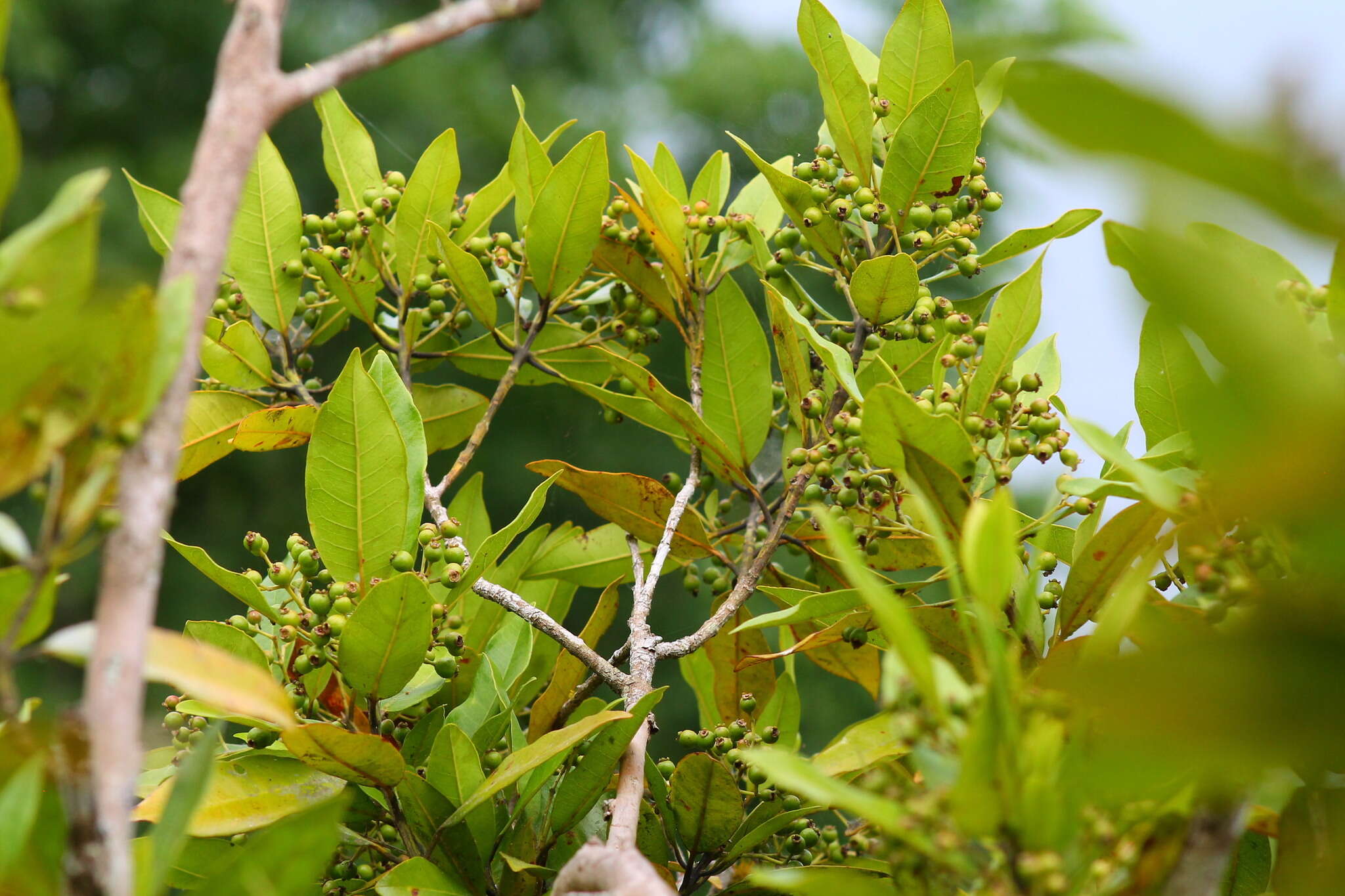 Image of Allspice