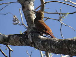 Image of Northern Barred Woodcreeper