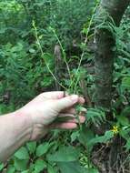 Image of Atlantic goldenrod