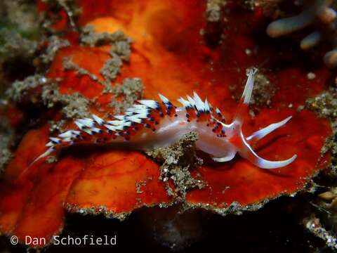 Image of White tipped red and white slug