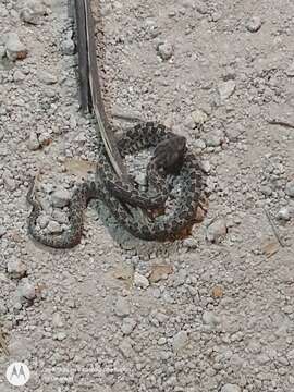 Image of Slender Hognose Viper