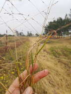 Image of Digitaria porrecta S. T. Blake