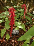 Imagem de Amaranthus caudatus L.