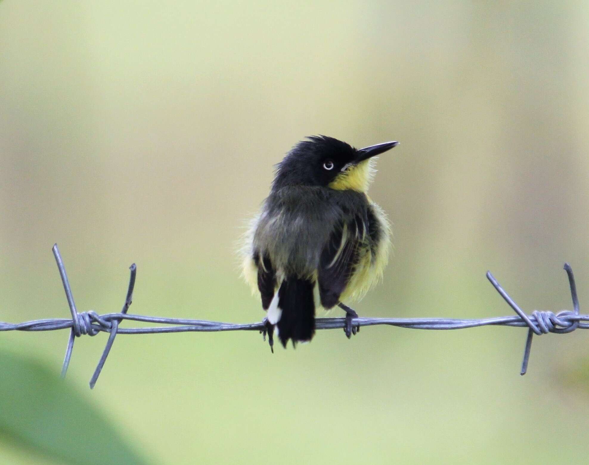 Image of Common Tody-Flycatcher