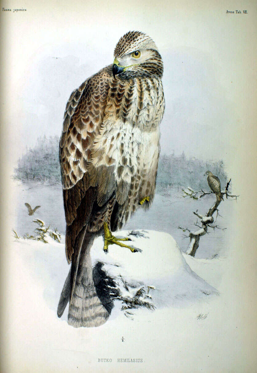 Image of Upland Buzzard