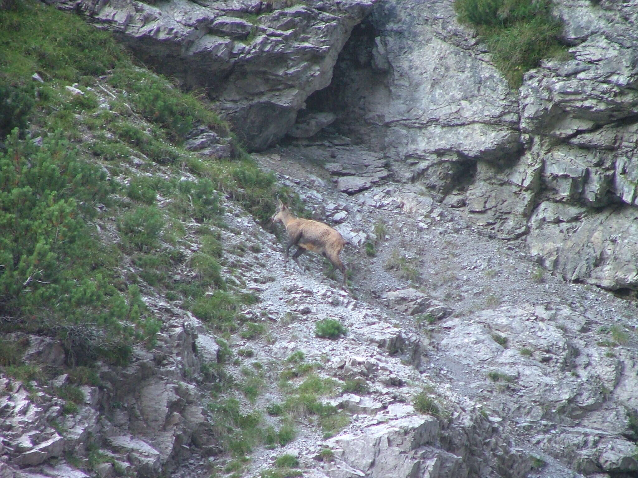 Image of chamois