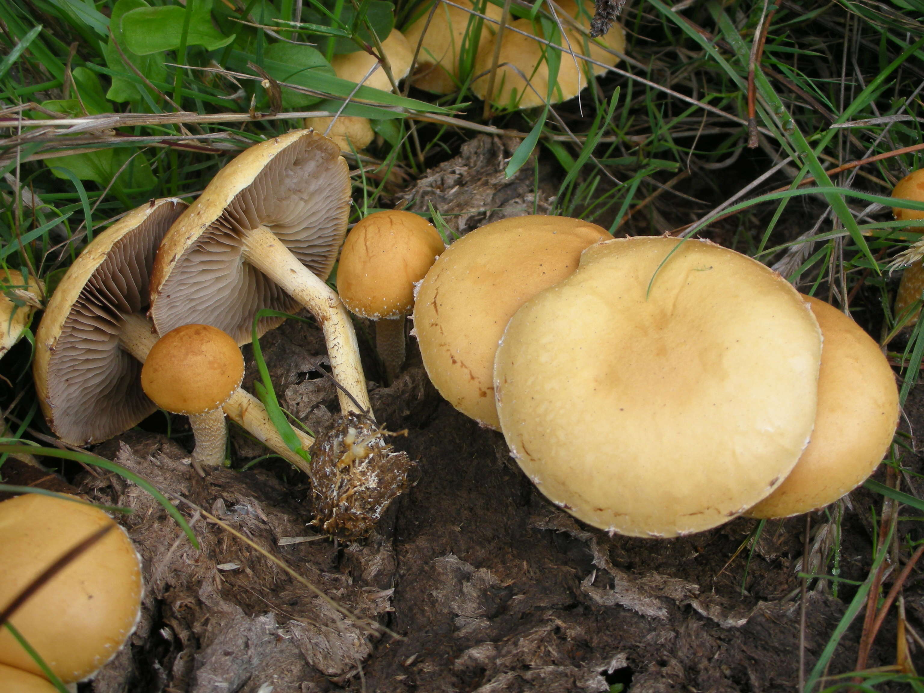 Image of common agrocybe