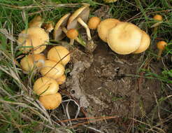 Image of common agrocybe