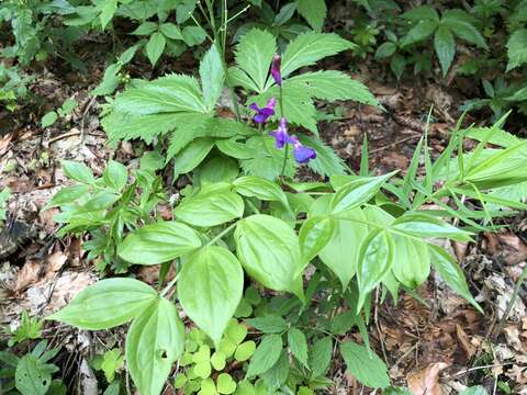 Lathyrus vernus (L.) Bernh. resmi