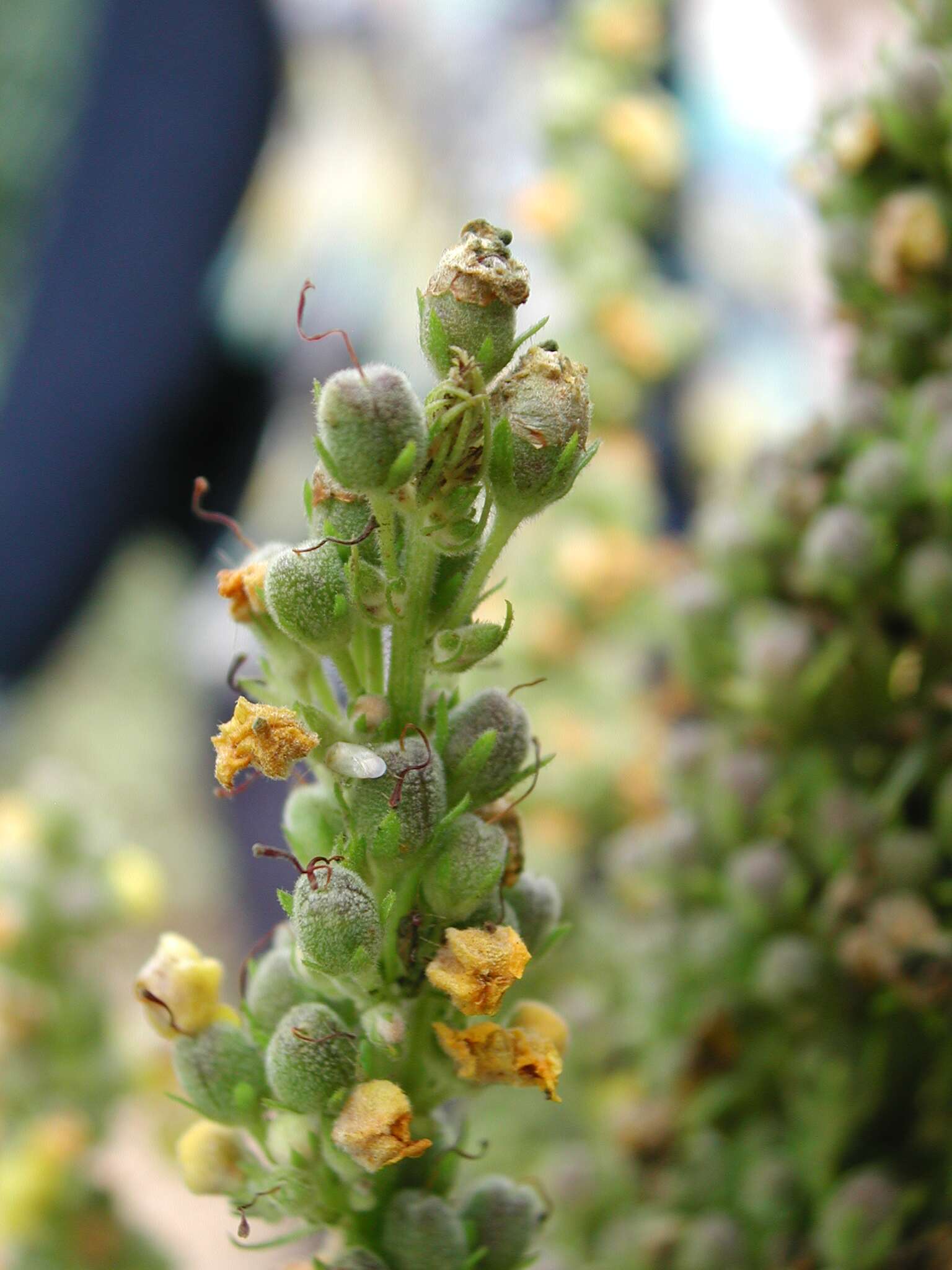 Verbascum nigrum L. resmi