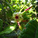 Plancia ëd Temnadenia odorifera (Vell.) J. F. Morales