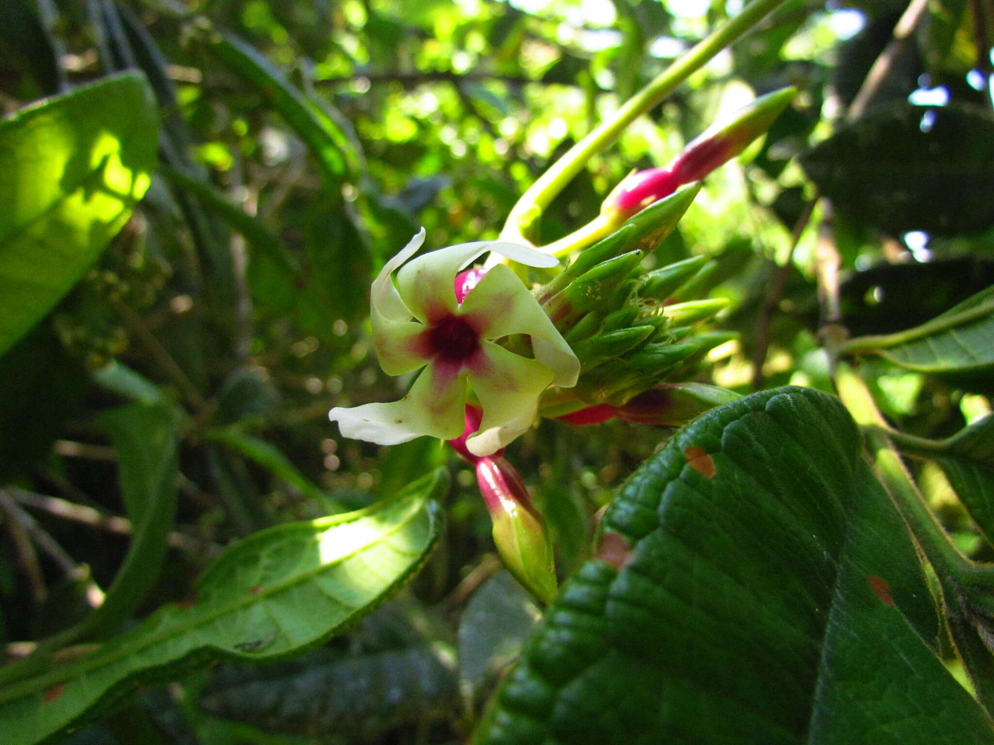 Image of Temnadenia odorifera (Vell.) J. F. Morales