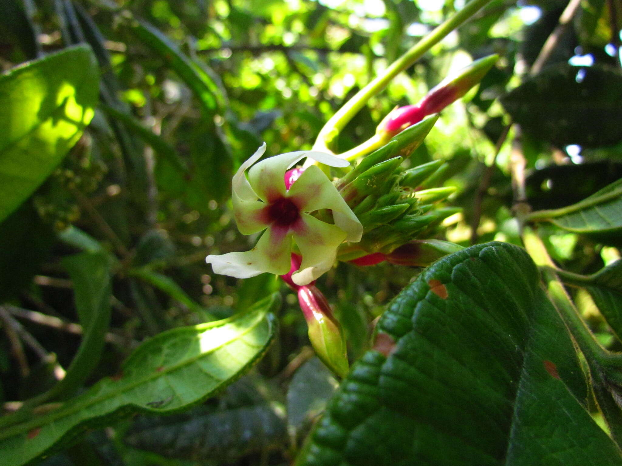 صورة Temnadenia odorifera (Vell.) J. F. Morales