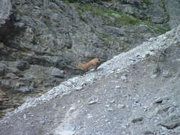 Image of chamois