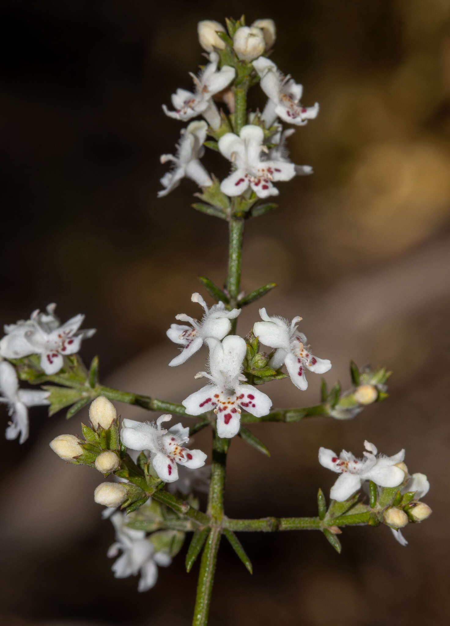 Image of Westringia rigida R. Br.