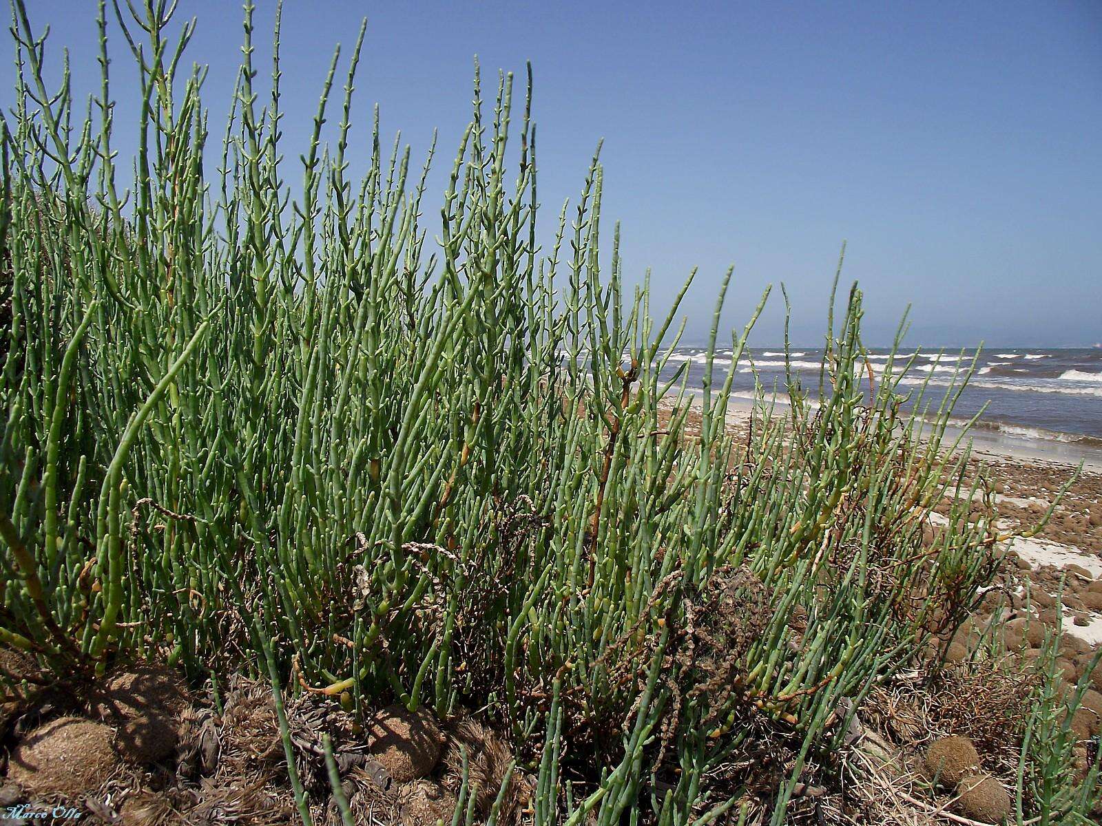 Image of glasswort