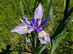 Plancia ëd Iris longipetala Herb.