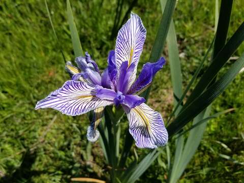 Image of Coast Iris