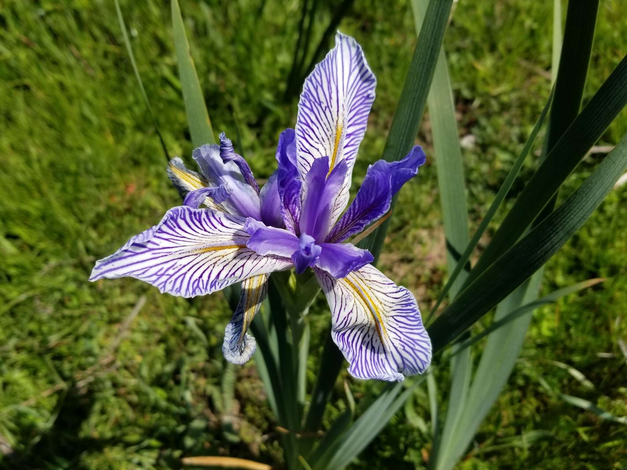 Plancia ëd Iris longipetala Herb.